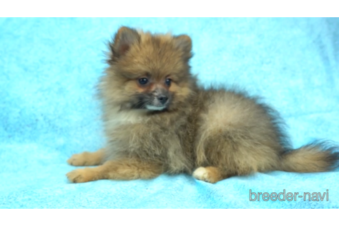 成約済の東京都のポメラニアン-154175の5枚目